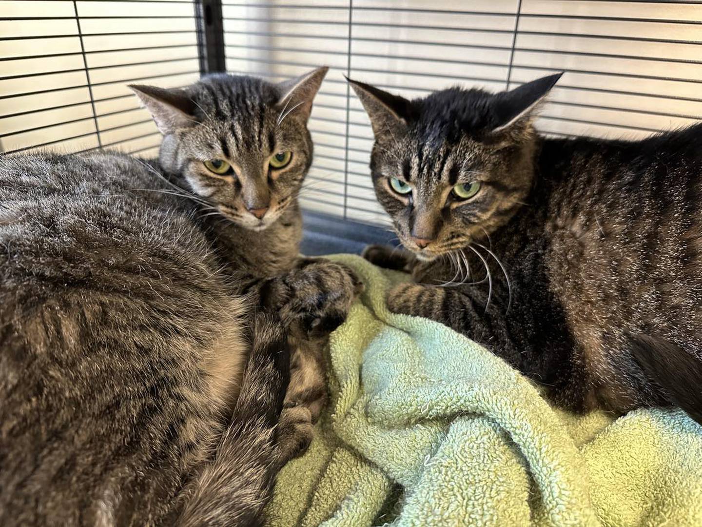 Leo and Maya are a 2-year-old bonded pair of cats that have lived at the shelter for more than 200 days. They are social and brave and happy to accept pets from visitors. Maya tested positive for feline immunodeficiency virus. Leo tested positive for feline Leukemia but has remained healthy his entire stay. They cannot live with other cats, but they do appear to be fine with the calmer dogs that they have met. To meet Leo and Maya, call Joliet Township Animal Control at 815-725-0333.