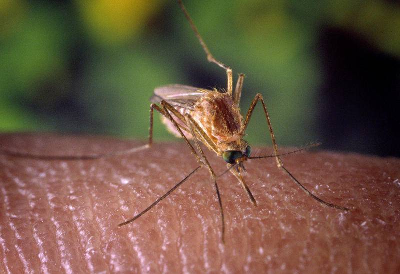 The Culex mosquito, which breeds in stagnant water, carries West Nile virus.