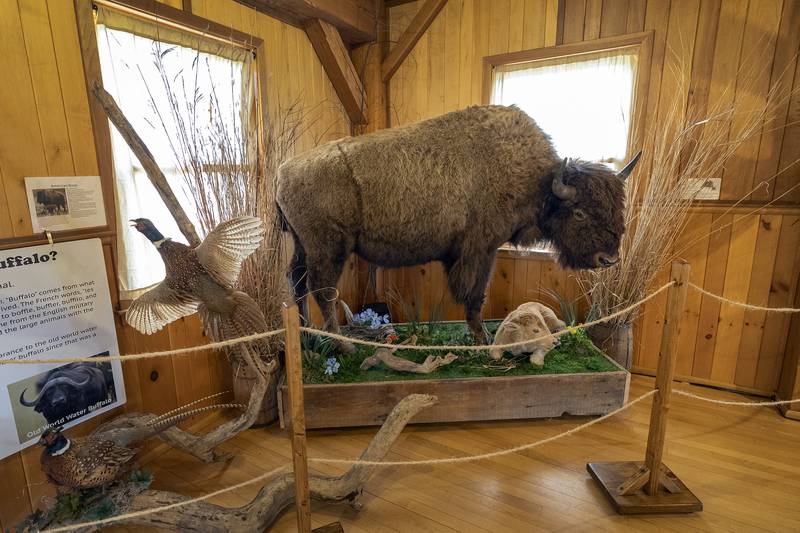 Though not currently roaming the park, a buffalo display Tuesday, April 29, 2025, at Franklin Creek’s wildlife museum. Bison and bear used to have free reign of the area, so seeing them at the museum is a look back.