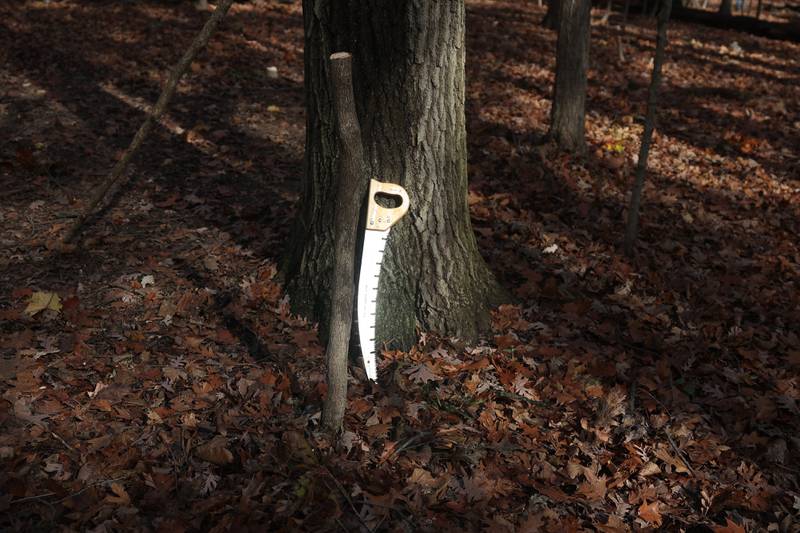 A saw leans up on an Oak tree near a Maple tree stump at the nature preservation event to restore light to the woodland floor in Pilcher Park on Sunday, Nov. 10, 2024 in Joliet.