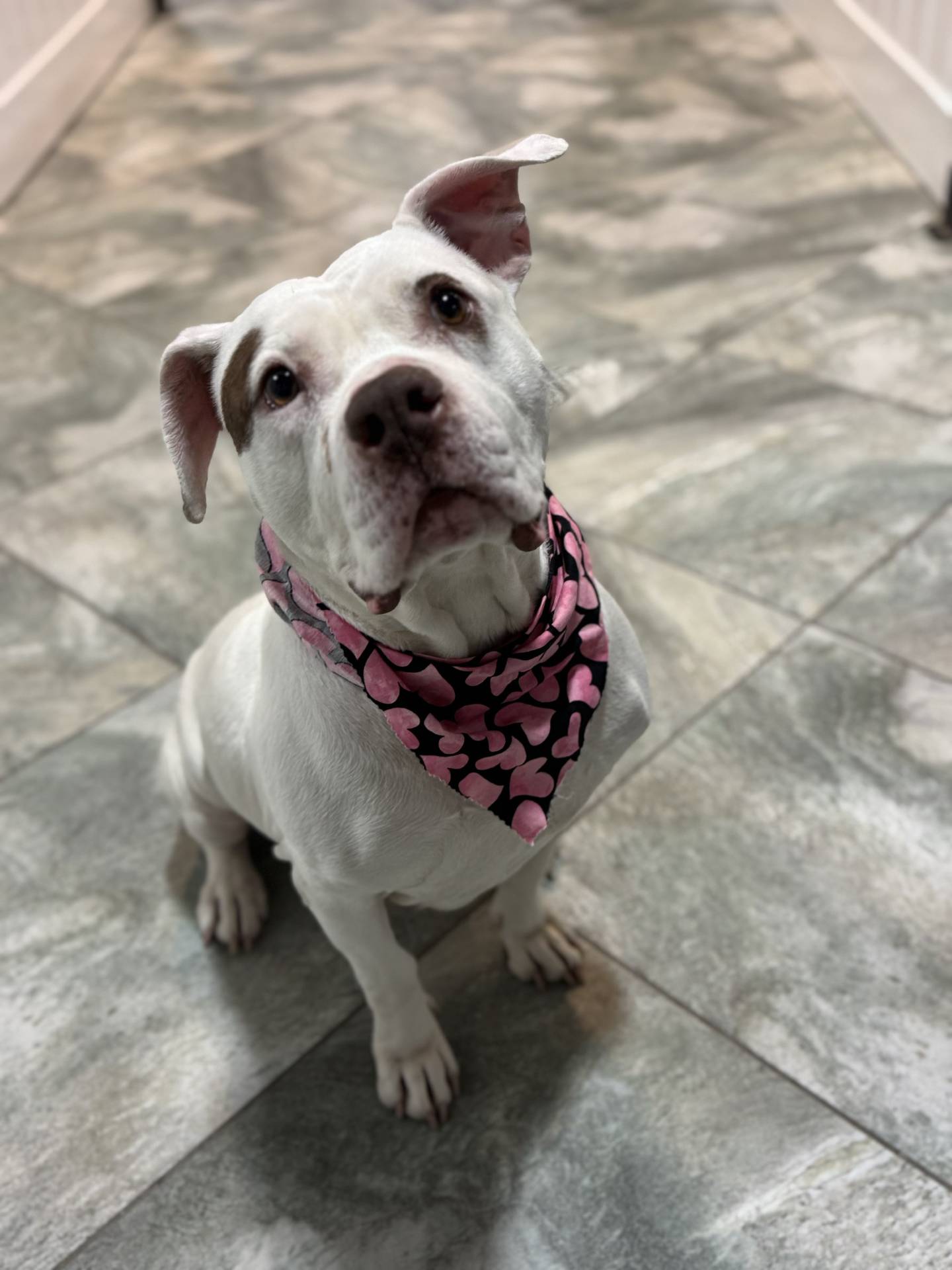 Gwen is a 5-year-old, 65-pound terrier who came to NAWS from a local animal control. She is sweet, gentle, easy-going and full of love. Gwen does well with other dogs and is wonderful with kids, making her an excellent family companion. But she needs a home without cats. To meet Gwen, email Dogadoption@nawsus.org. Visit nawsus.org.