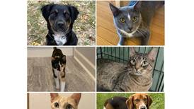 Will County Pets of the Week: May 18, 2026