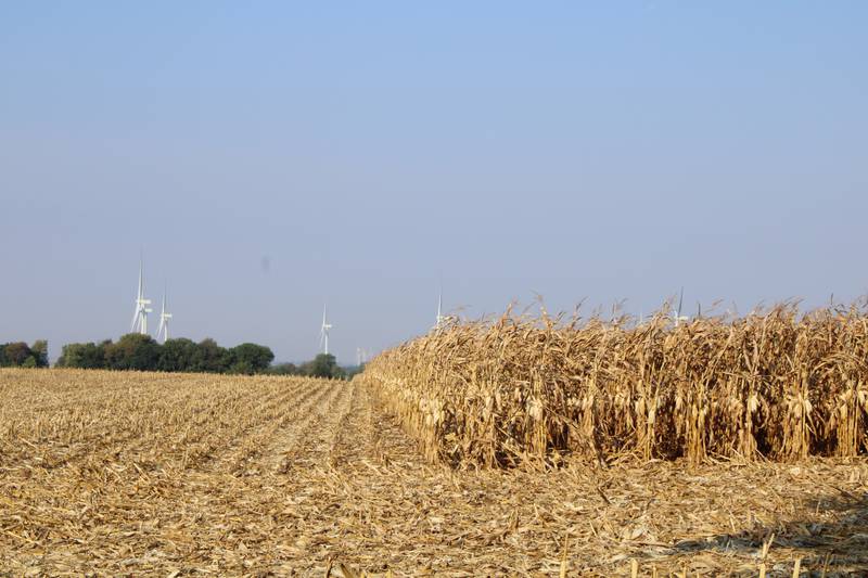 Corn is partially harvest in southern Lee County on Sept. 30. A USDA report expects Illinois to have record yields of corn and soybeans.