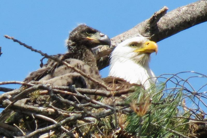 The return of bald eagles to Kane County was one of several nature news events that occurred during the last 25 years.