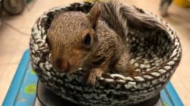 Volunteers crochet nests for orphaned wildlife through Will County forest preserve program