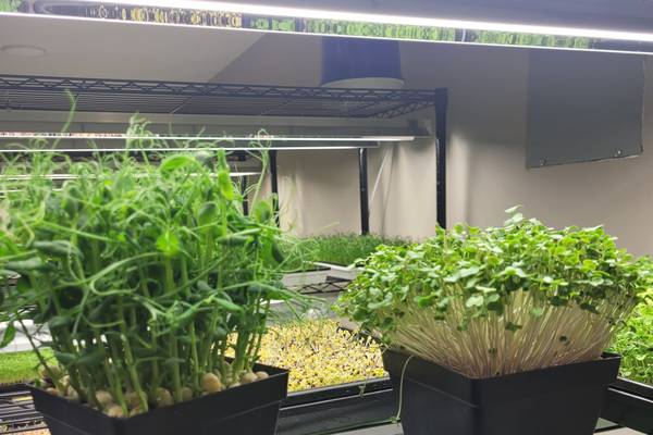 Bertolet Memorial Library hosting microgreen learning sessions on Nov. 5, 15