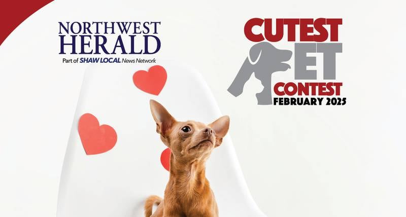 NWH Feb Cute pet promo