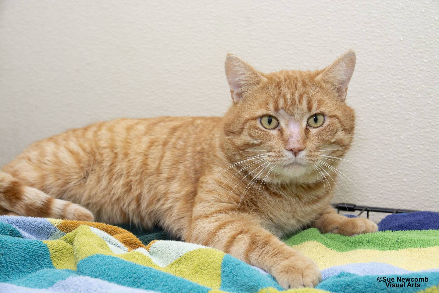Cheddar is a sweet domestic shorthair who was found living outside and is now ready for a forever home. He loves attention and does not seem to mind other cats. Contact the Will County Humane Society at willcountyhumane.com and follow the instructions for the adoption process.