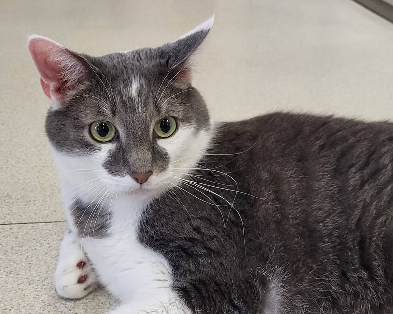 Flamenco is Save-A-Pet's pet of the week for Oct. 12, 2023.