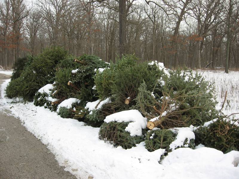 Eight forest preservers offer holiday tree recycling.
