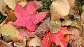 St. Charles fall leaf collection underway