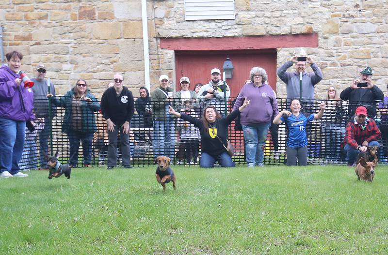 Dachshunds race to the finish line during the Doxie Derby on Saturday, May 2, 2026 next to the La Salle County Historical Society in Utica. The event was part of the Sip 'in' Snip Festival. Around a dozen dogs participated in the races. Proceeds from the event benefited Just Animals Shelter in Mazon.