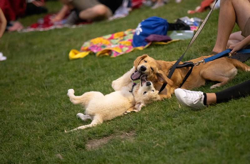 Two dogs play together at the Kane County Cougar's "Bark in the Park" at Northwestern Medicine Field on Tuesday, July 26, 2022.