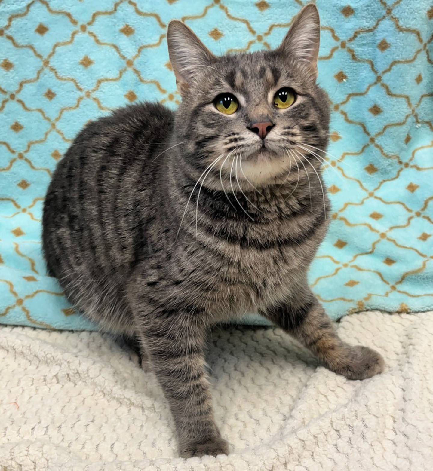 Rhett is 3 years old, laid-back and silly. He loves to play and chase wand toys. He also loves wet food and happily laps up every last morsel. Rhett will roll around on the ground and entertain himself with his toys. After exploring and playtime, he will curl up on a seat to snooze the remaining day away. To meet Rhett, call Joliet Township Animal Control at 815-725-0333