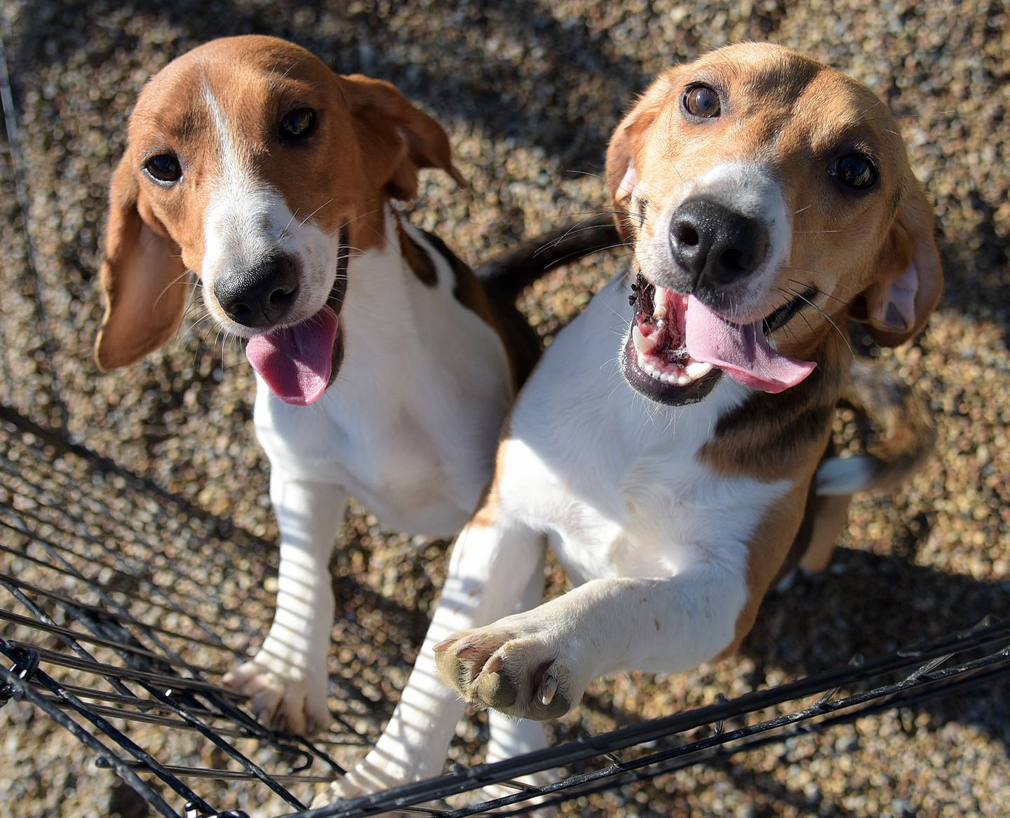 A couple of beagles vie for attention from volunteers, and a photographer, at Anderson Humane Tuesday morning. 91 beagles rescued by Anderson Humane from a breeding facility in Virginia were handed over to their foster families Tuesday.