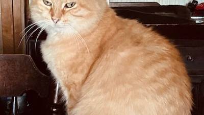 Pet of the Week: March 5, 2025