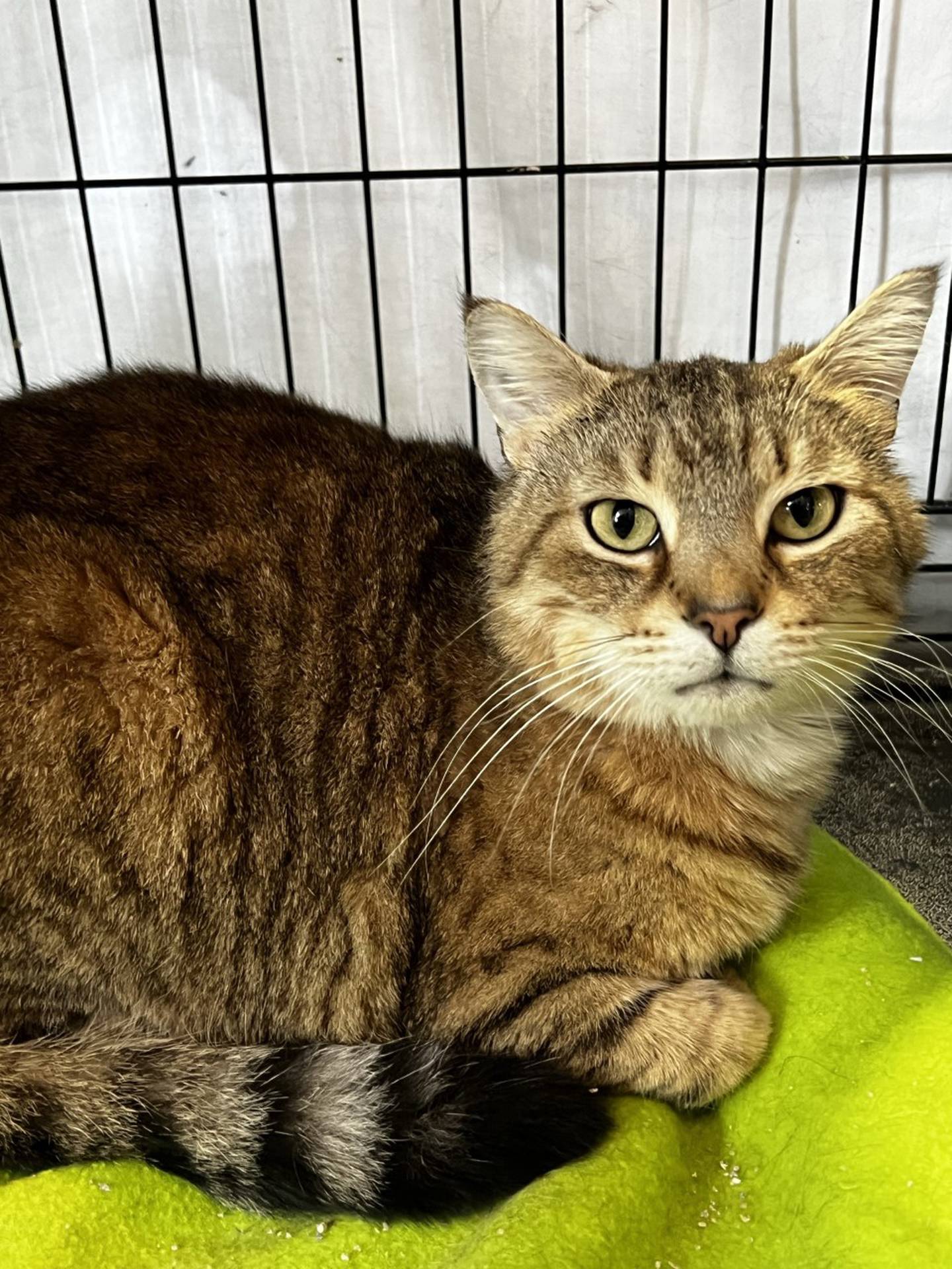 Munchies is 5-year-old male tabby that was rescued from a shelter in southern Illinois. He is extremely friendly and affectionate. He begs for attention and pets. He loves to be held and cuddled. To meet Munchies, email Catadoptions@nawsus.org with any questions or to meet him. Visit nawsus.org.
