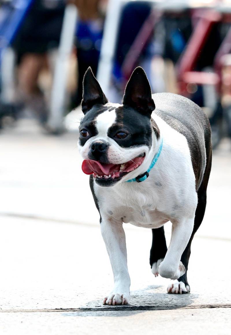 Greenfield Retirement Home in Princeton hosted a Paws on Park Avenue to entertain its residents on Saturday, May 31.