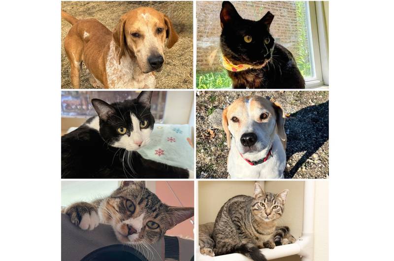 The Herald-News presents this week’s Pets of the Week. Read the description of each pet to find out about it, including where it can be adopted in Will County.