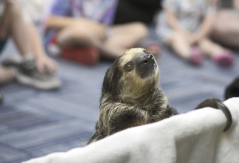 Stella the Sloth turns around for children attending as special program at the Reddick Library in Ottawa Thursday sponsored by Animal Quest