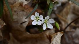 Explore early spring blooms, Native voices at Will County forest preserves