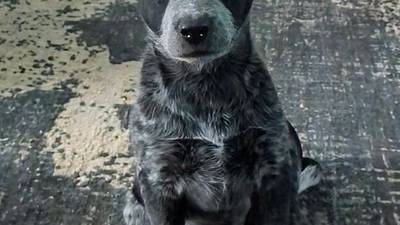 Pet of the Weekend: Feb. 12, 2025