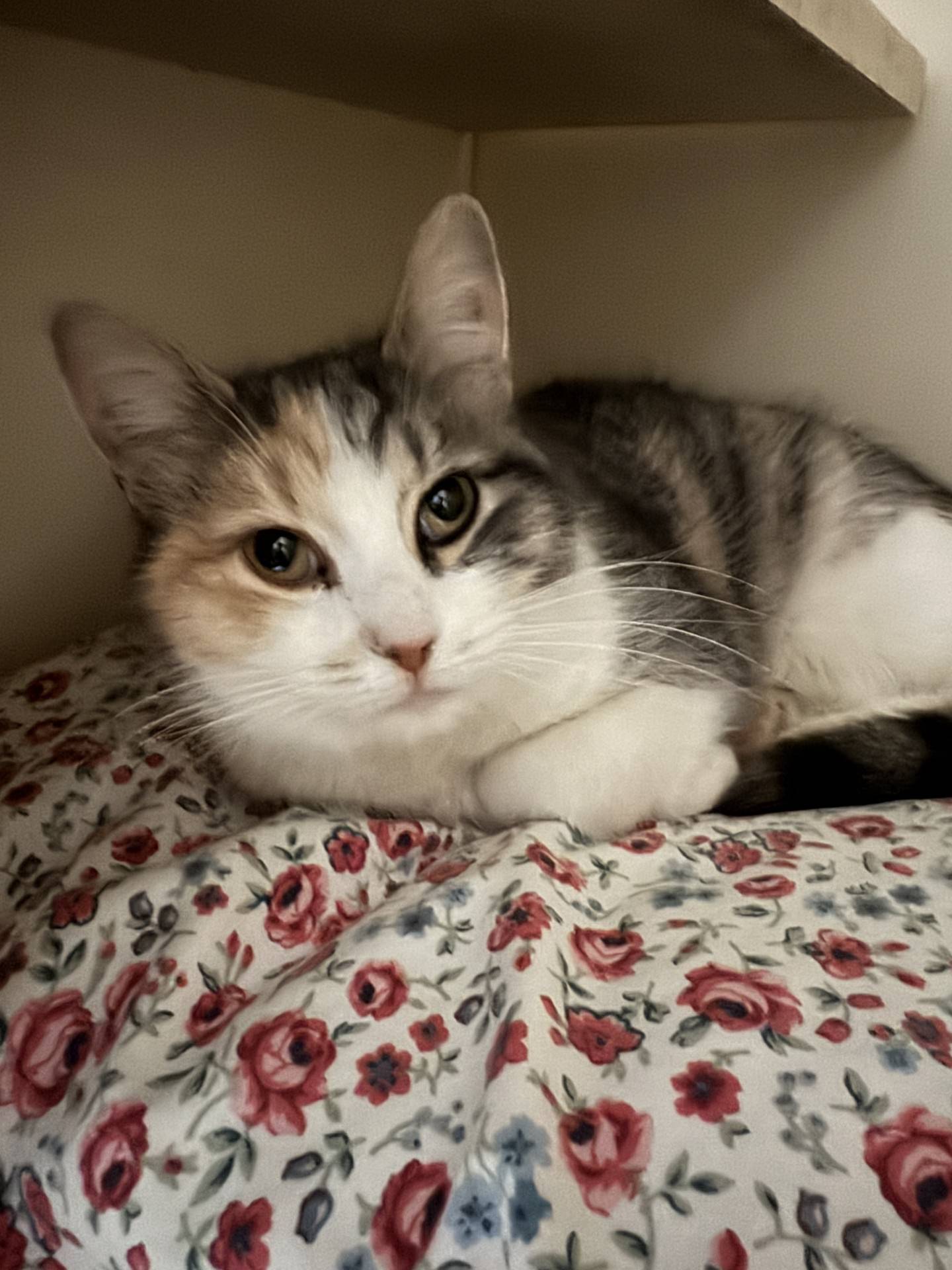 Audrey is a sweet 7-year-old female dilute tabico found as a stray. It’s suspected she had a home at some point because she is comfortable around people. Audrey is quiet and a reserved in her new surroundings at the rescue. However, she seems to enjoy gentle pets and attention. She has good potential to be a loving companion kitty. To meet Audrey, email Catadoptions@nawus.org with any questions or to meet her.