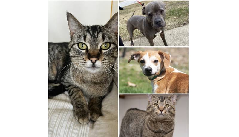 The Herald-News presents this week’s Pets of the Week. Read the description of each pet to find out about that pet, including where he or she can be adopted.
