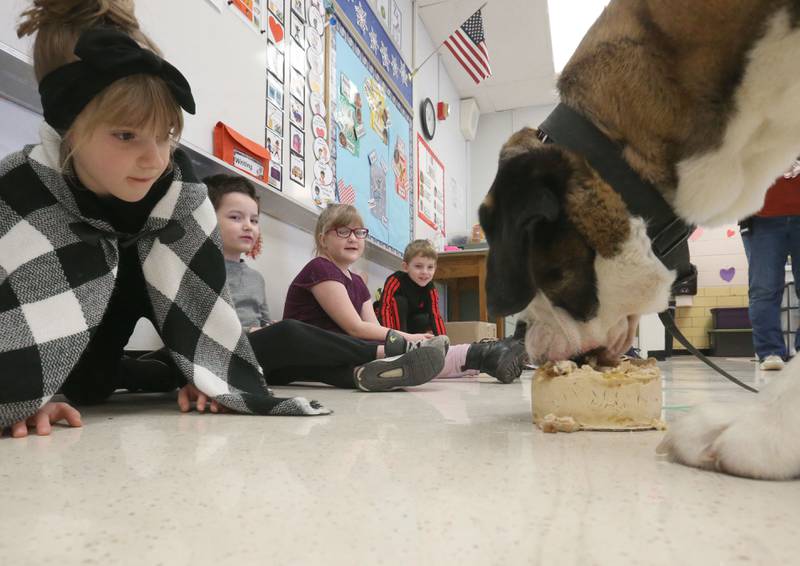 Peru Police K-9 Haven licks a dog cake on her 2nd birthday on Wednesday, Feb. 25, 2026 at Students Obtaining Achievement and Responsibility (SOAR) school in Peru. The special dog cake was made out of peanut butter, milk bones and sausage.