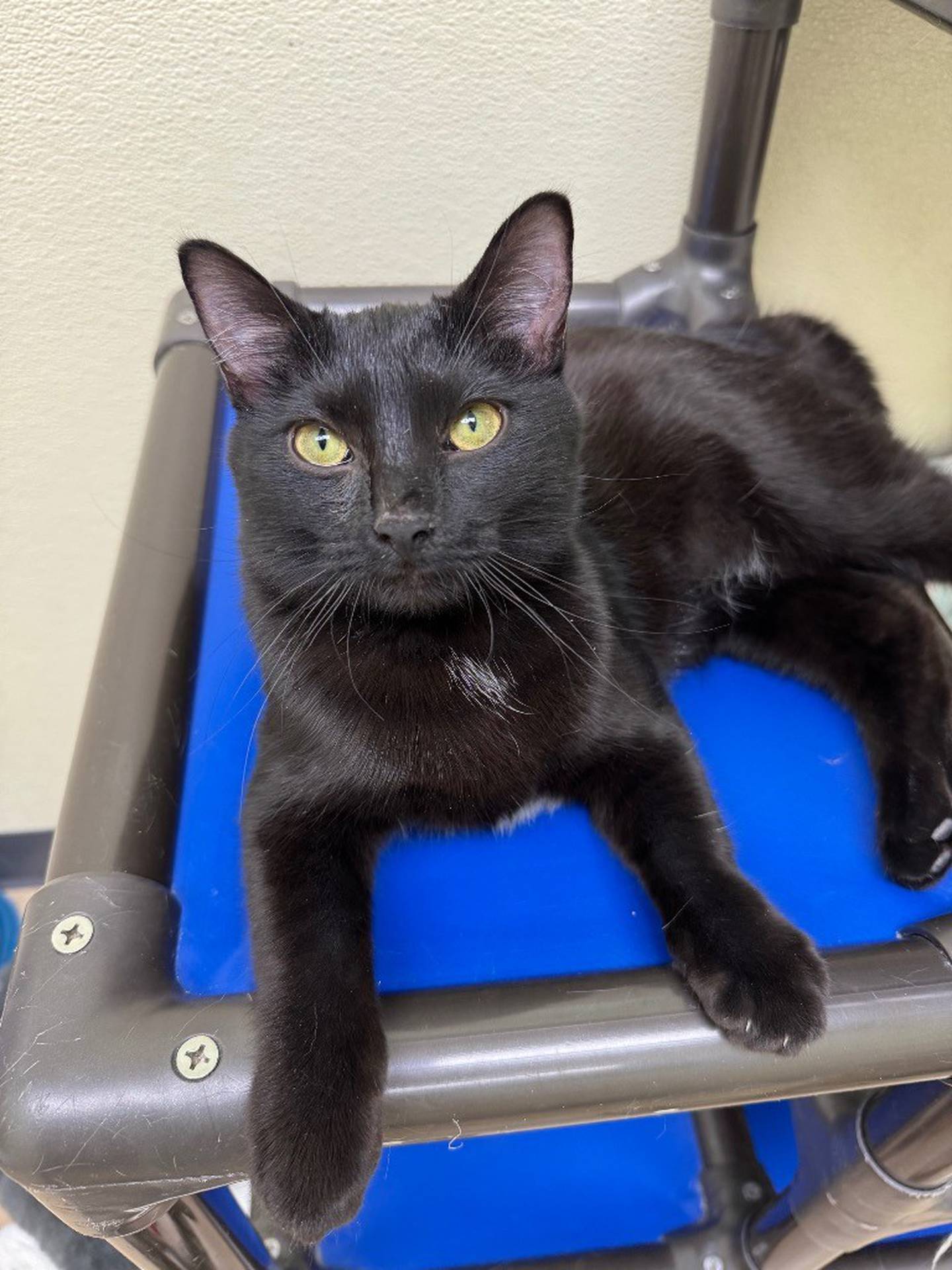 Lotus is an 11-month-old kitten that had a rough start to life and came to the humane society with her littermates. She’s made good progress at the shelter and will even her climb into volunteers’ laps to cuddle and get pets. Lotus does well with the other older kittens, as she has grown up around her siblings and her friends. Email the Will County Humane Society at willcountyhumane.com and follow the instructions for the adoption process.
