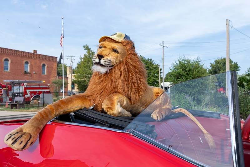 Stuffed Lion sits in the back of the convertible at the 20th annual Cruise Night on Friday, August 8, 2025, on Main Street in Marseilles.
