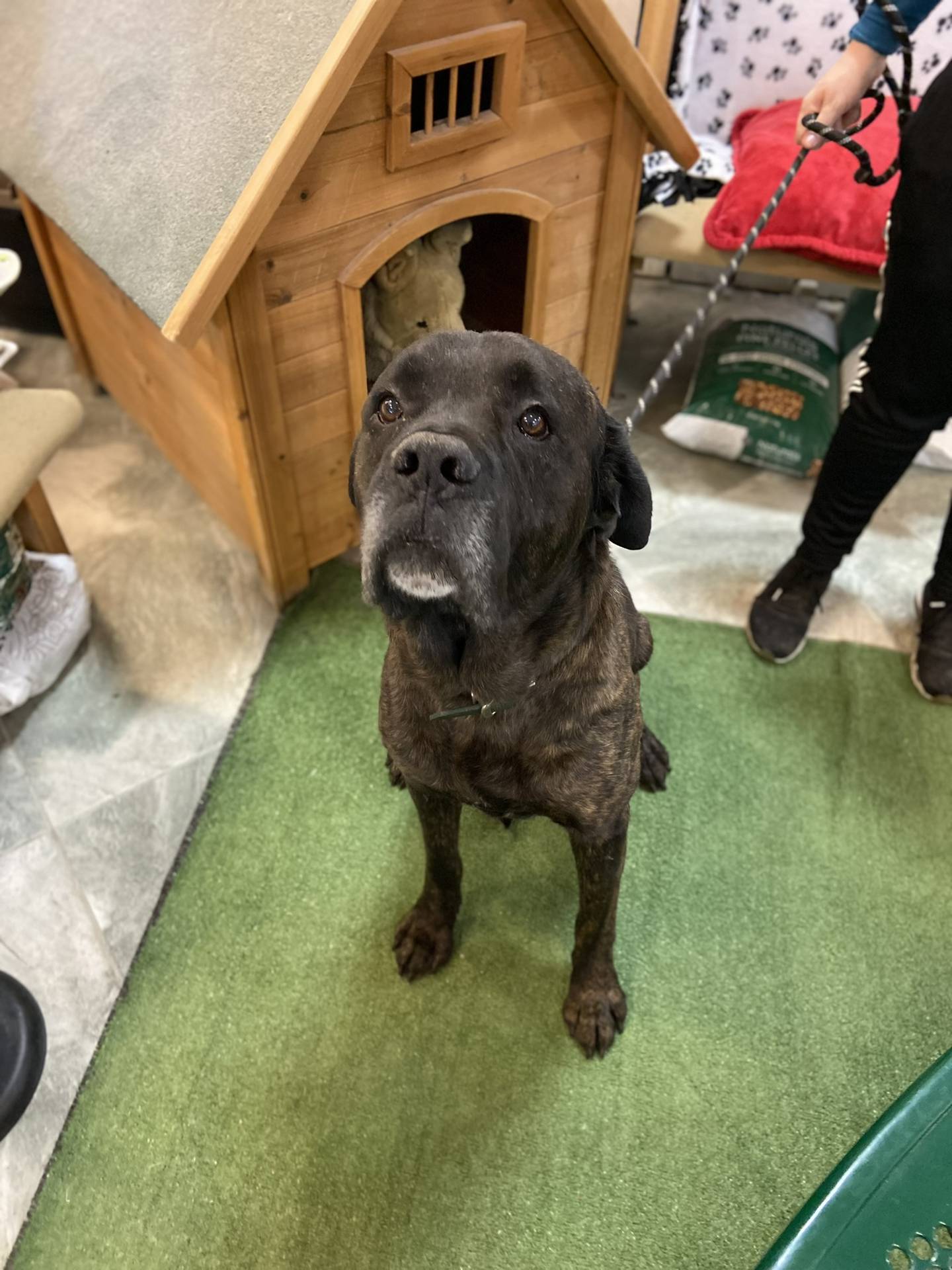 Neptune is a 6-year-old mastiff mix. He is incredibly sweet and gentle. He is friendly, easy-going and laid-back. To meet Neptune, email Stacy at Stacy@nawsus.org. Visit nawsus.org.