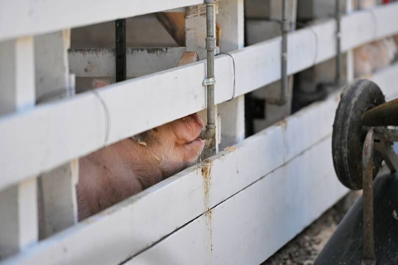 A pig gets a drink of water in it’s pen in 90-degree heat at the McHenry County Fair in Woodstock on Wednesday, July 31, 2024.