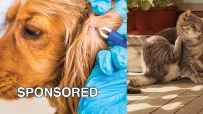 Flea and Tick Prevention Tips for Pets in the Midwest