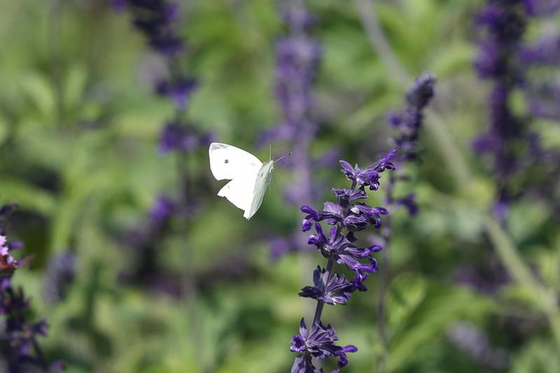 A cabbage butterfly collects pollen at Bird Haven Greenhouse on Thursday, Sept. 12, 2024 in Joliet.