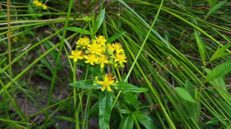 The bright yellow shore St. John’s wort, which is on the state’s endangered species list, has been spotted in the Forest Preserve District’s southern preserves known as the Braidwood Sands region.