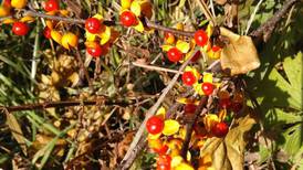 Good Natured in St. Charles: Asiatic bittersweet’s beauty belies threat to trees, shrubs