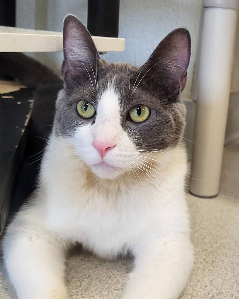 Loki is Save-A-Pet's pet of the week for July 25, 2024.