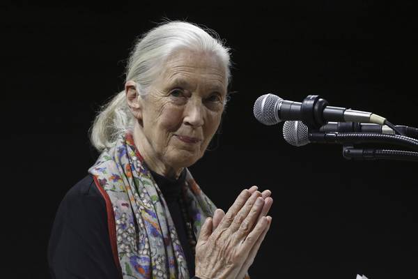 Jane Goodall, conservationist renowned for chimpanzee research and environmental advocacy, has died
