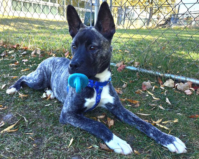 Batty is Save-A-Pet's pet of the week for Nov. 21, 2024.