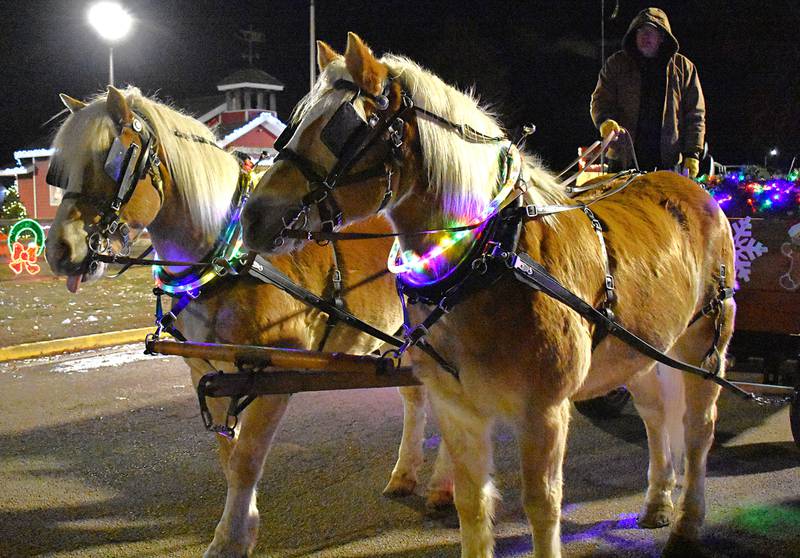 Horses wait to depart for the carriage rides at the Centennial Park holiday lights display in Rock Falls on Friday, Dec. 19, 2025.