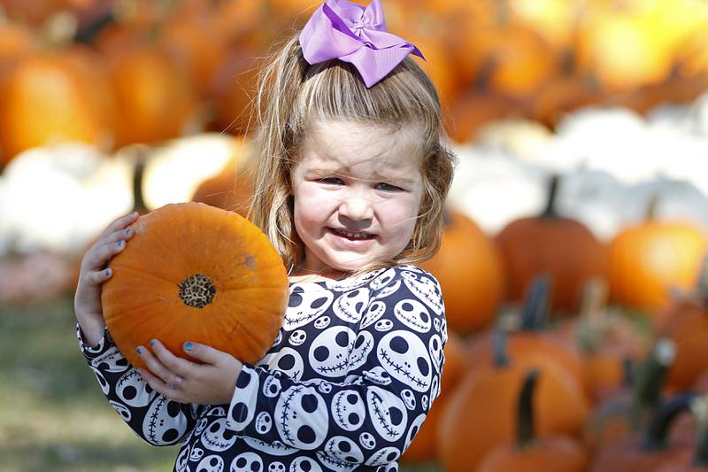 Reagan Dorfman, 4, of McHenry, holds a pumpkin as she selects pumpkins with her family on Thursday Sept. 26, 2024, at Schwind’s Farm Stand on Keystone Road near Richmond.