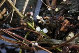 Bill would give Illinois EPA greater oversight of manufacturers’ plastic pellet runoff