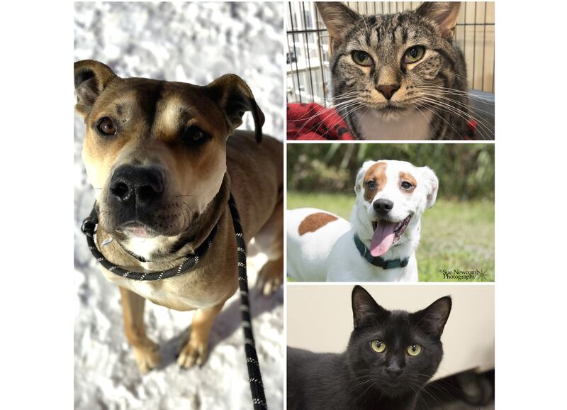 The Herald-News presents this week’s Pets of the Week. Read the description of each pet to find out about that pet, including where he or she can be adopted.