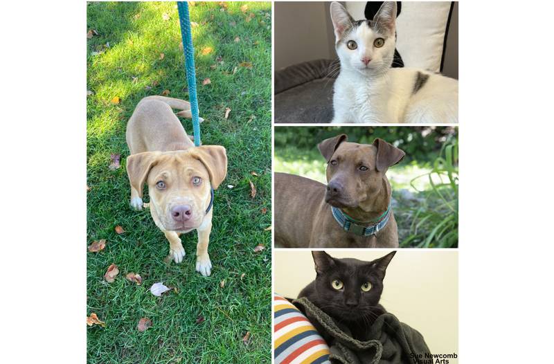 The Herald-News presents this week’s Pets of the Week. Read the description of each pet to find out about it, including where it can be adopted in Will County.