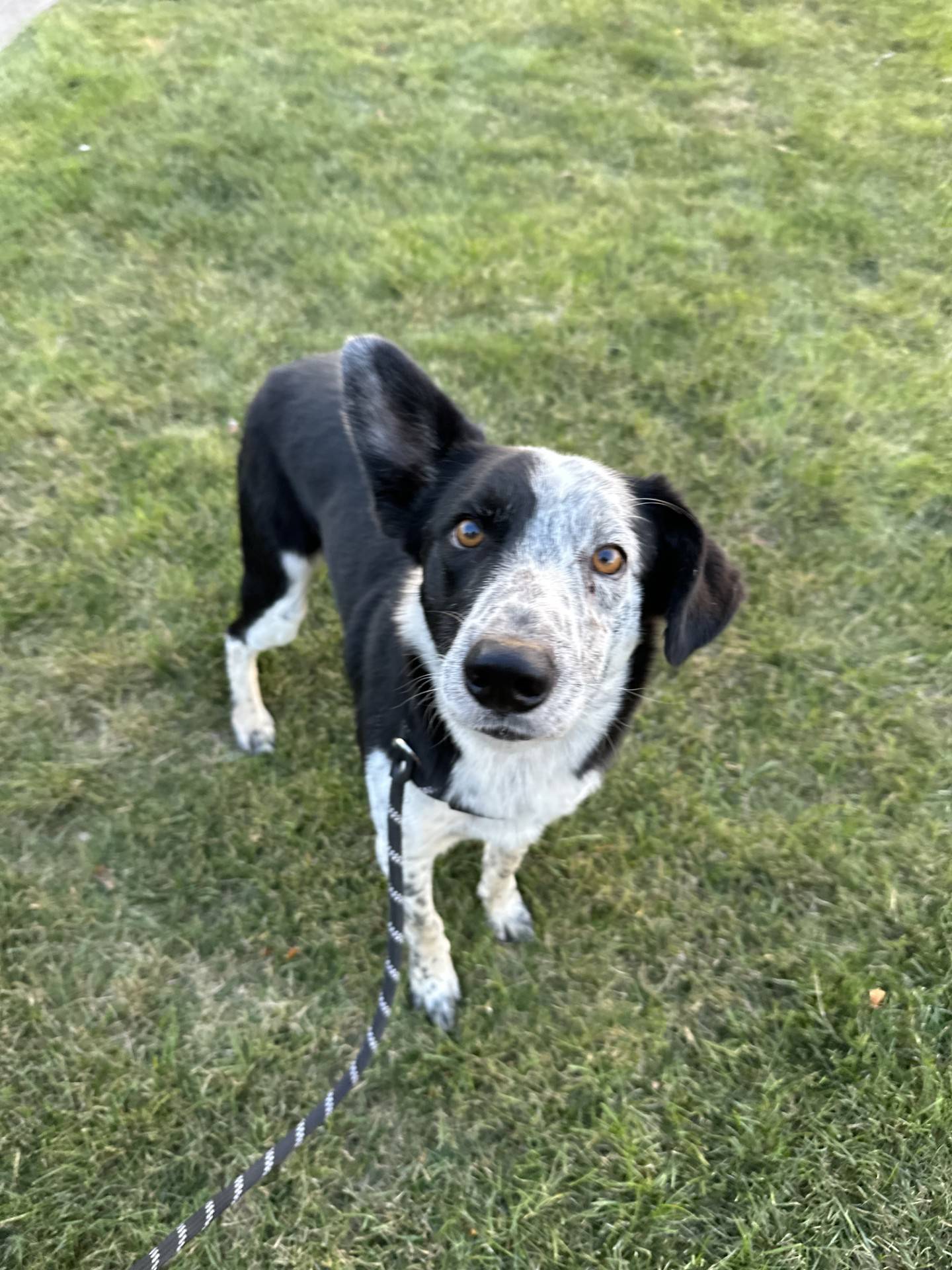 Houston is a 4-year-old male border collie/Australian shepherd mix that was rescued in Texas. He is lovable and sweet. He is well-behaved, crate and potty-trained, and he likes other dogs. He needs a home with no catsand would do best with older children.  To meet Houston, email Dogadoption@nawsus.org. Visit nawsus.org.