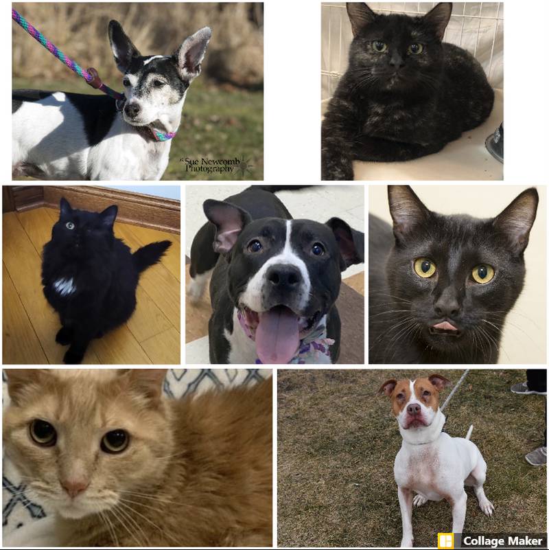 The Herald-News presents this week's Pets of the Week. Read the description of each pet to find out about that pet, including where he or she can be adopted.