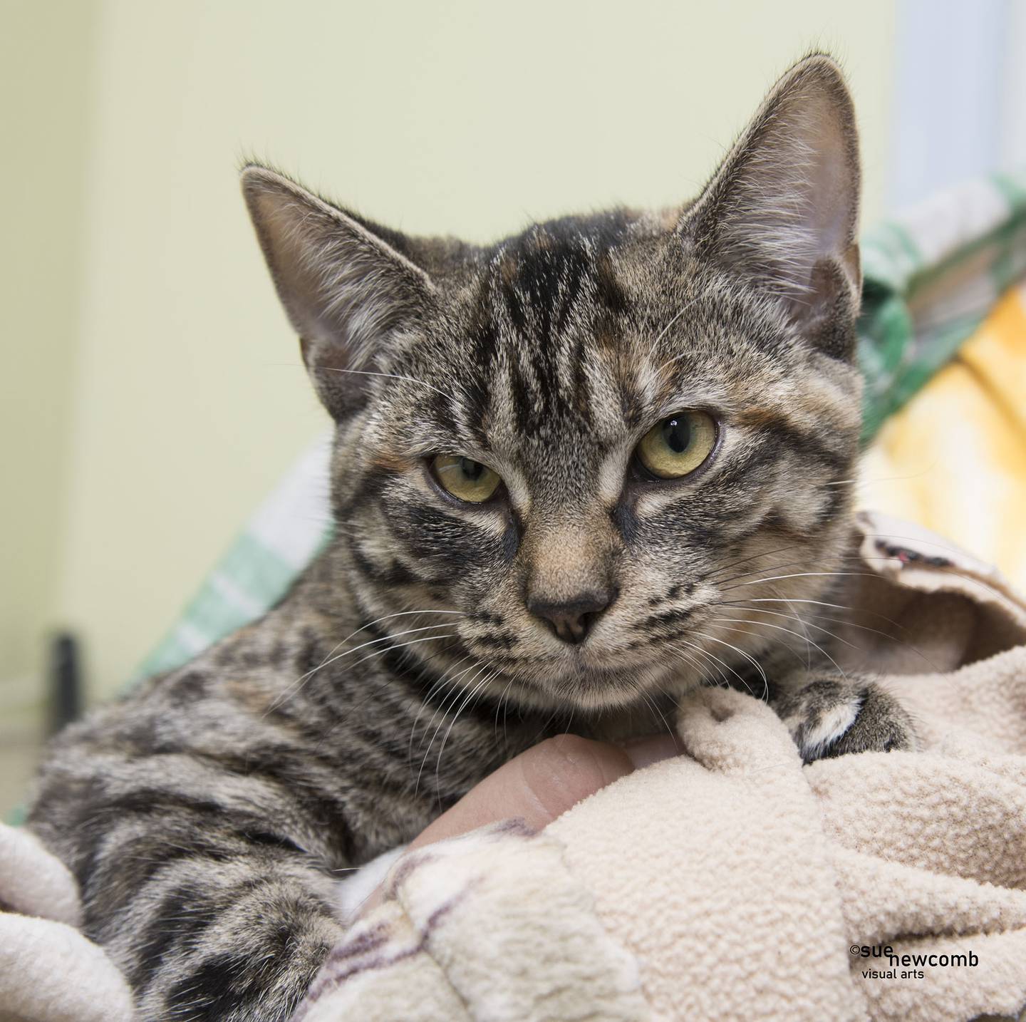 Fara came from local animal control for a new start. She and her sister are on the shyer side but have so much potential to become bright outgoing little kittens. They will need a patient home with no children to help them adjust and flourish. Contact the Will County Humane Society at willcountyhumane.com and follow the instructions for the adoption process.