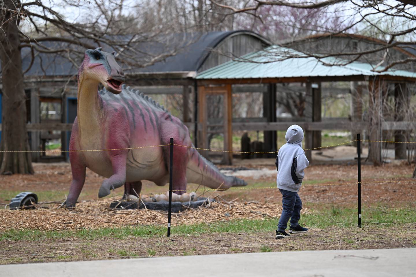 Zoo guests can come face-to-face with 35 life-size dinosaurs in an all-new Dinos! experience this spring.