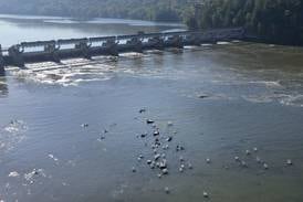 Photos: Drought pushes Illinois River to near historic low in La Salle